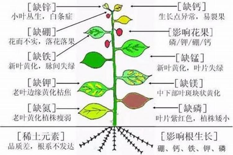 叶面肥料一般在什么时候使用