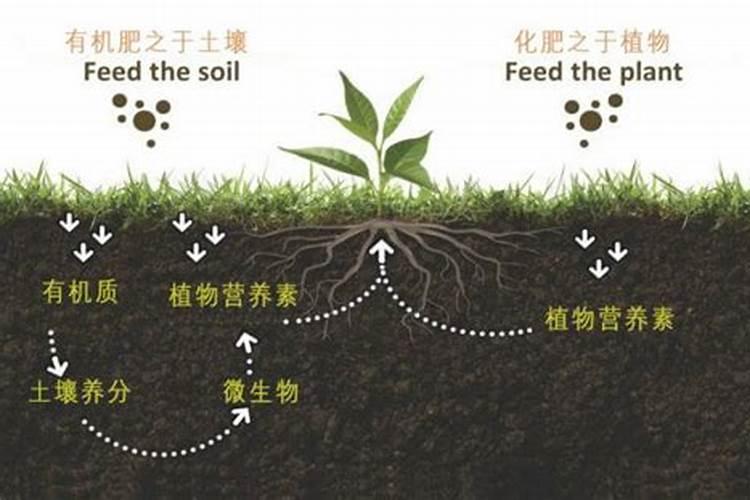 盆栽花卉追肥什么肥好