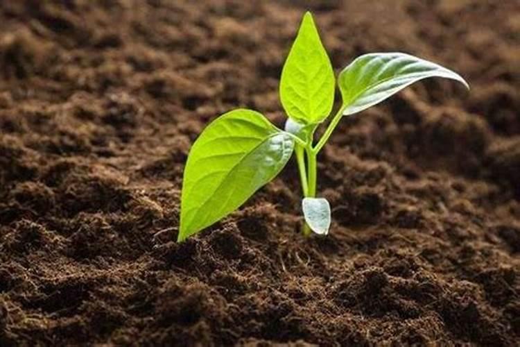 水溶肥每株苹果施多少斤