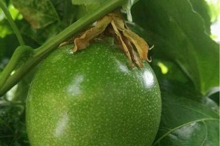 用什么可以测出食物里放了小苏打