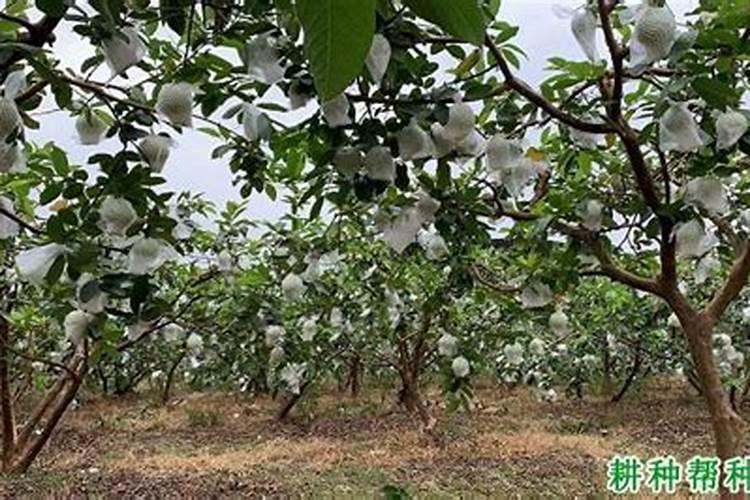 蟹爪兰打花苞怎么浇水施肥