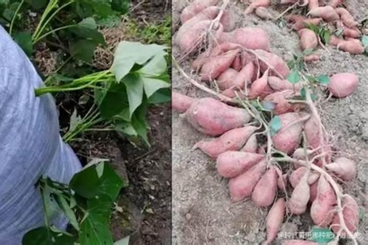 种植大姜想要产量高、品相好,都有哪些技巧？