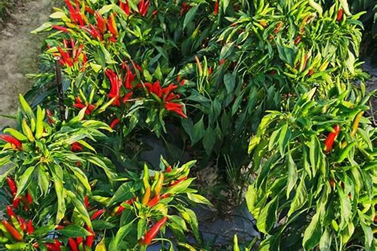 辣椒苗开花结果期,应该选择什么肥料最适宜？