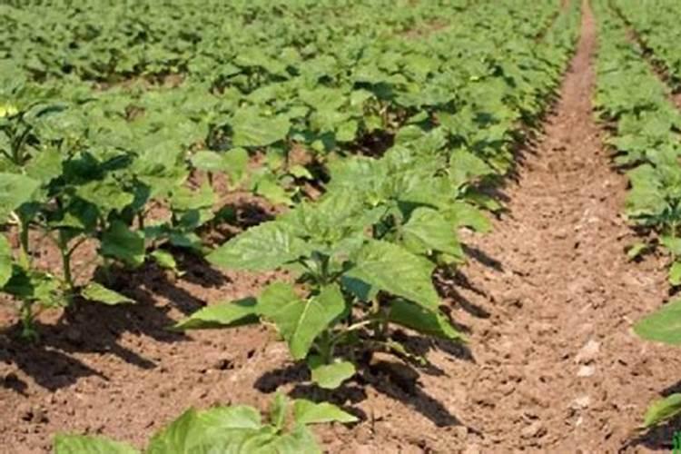 种沙糖桔用什么土比较好