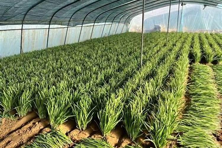 晶体钾和红钾哪个好