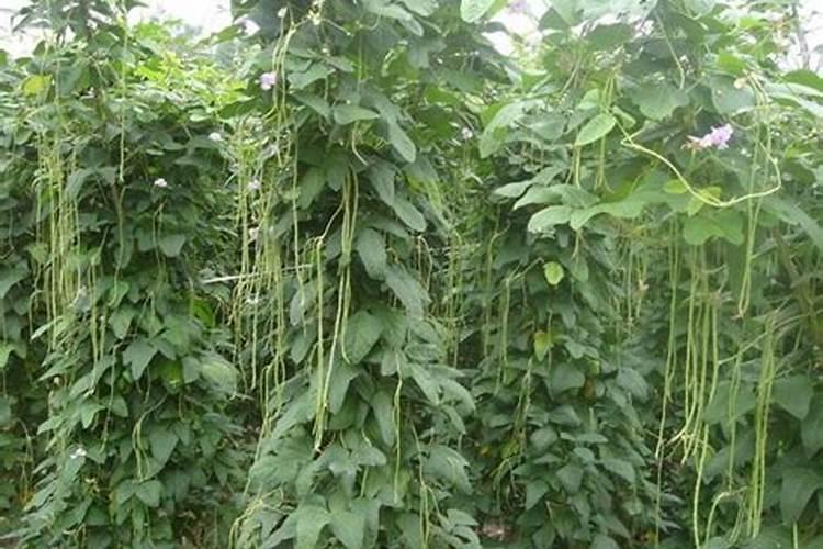 玉米大喇叭口期可以打芸苔素内酯吗