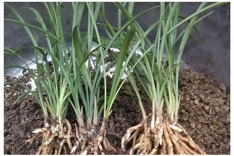 绶草的养护方法及注意事项