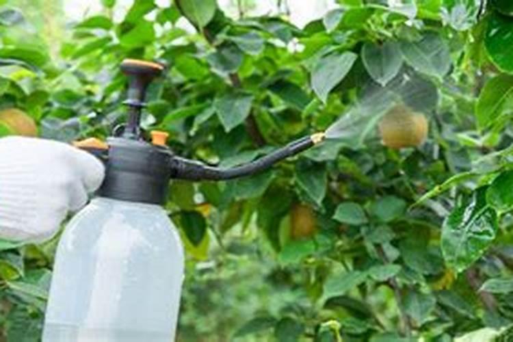 水果肥料的制作方法