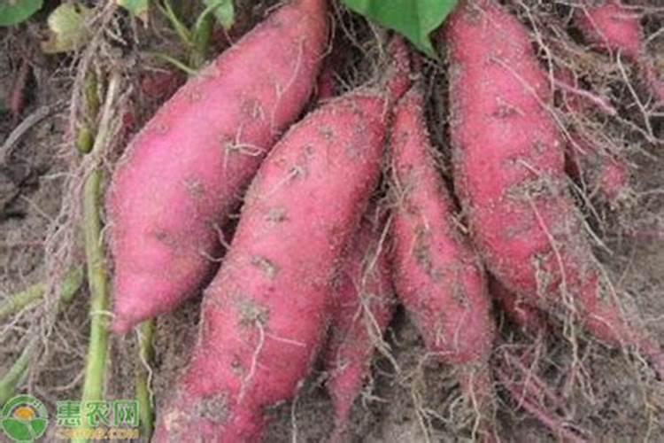 红薯高产施肥方法介绍