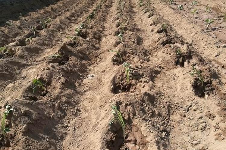 红薯后期管理技术