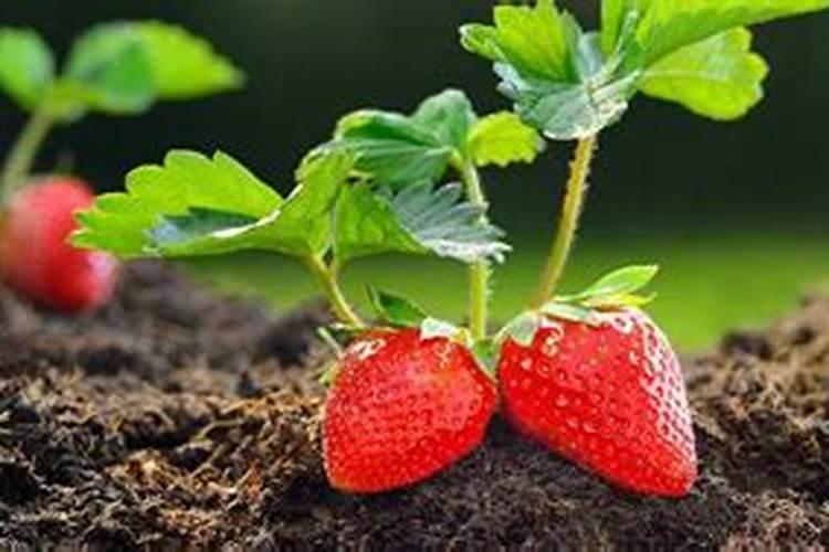 大姜种植后头两次浇水应怎么冲施肥料？