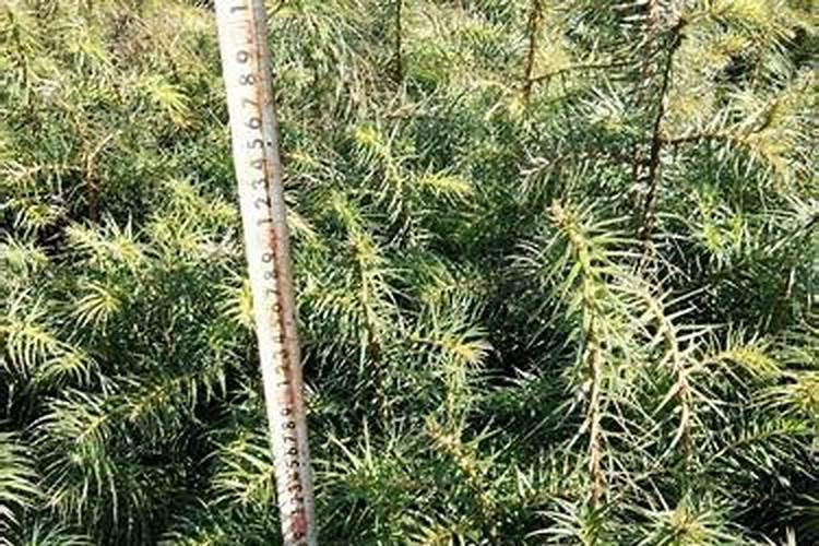 罗布泊大量元素水溶肥有哪些共同的产品特点？