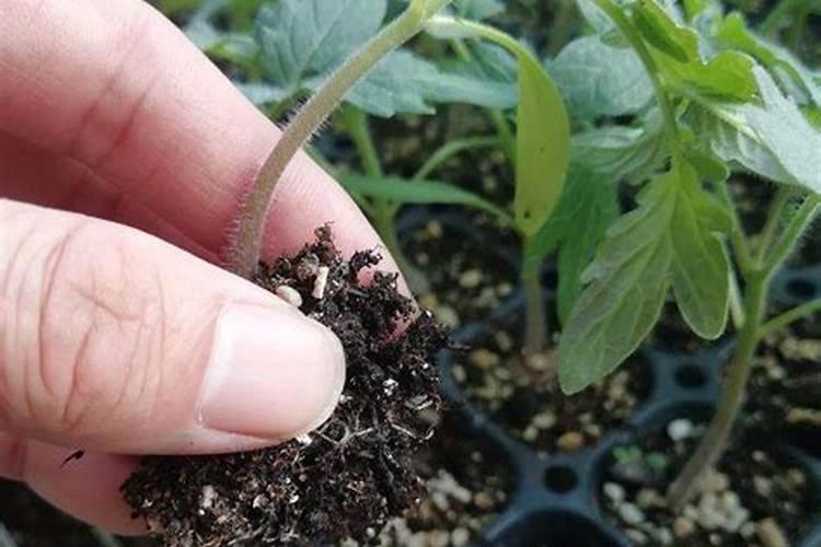 雨后果树喷施叶面肥应注意什么