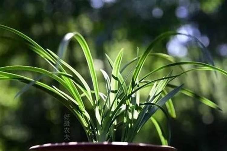 什么叶面肥能增厚叶子