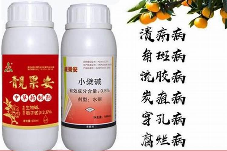 西梅种植方法注意事项 西梅如何种植
