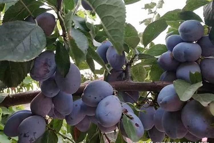 西梅树开花了给它上点草木灰行吗？