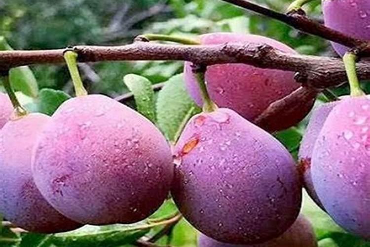 西梅果树苗南方可以种植吗？