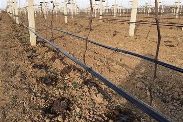 几种特种蔬菜怎么施肥 施肥技巧有哪些