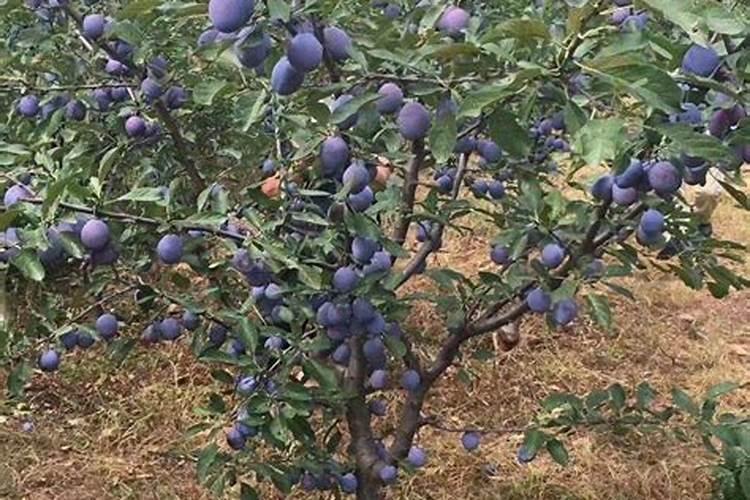 西梅树什么时候打药