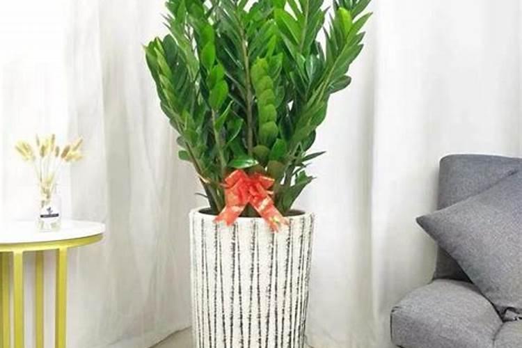 想提高四季豆产量需要注意哪些施肥技巧？