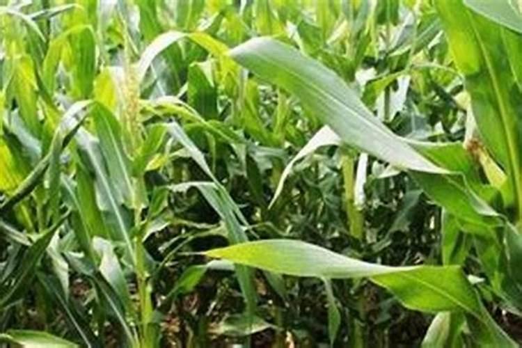 种植玉米需要多少肥料尿素二铵钾肥？
