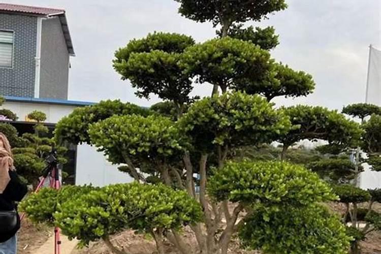 大姜用什么底肥产量高？大姜冲施什么肥长势旺？大姜用什么肥料好？