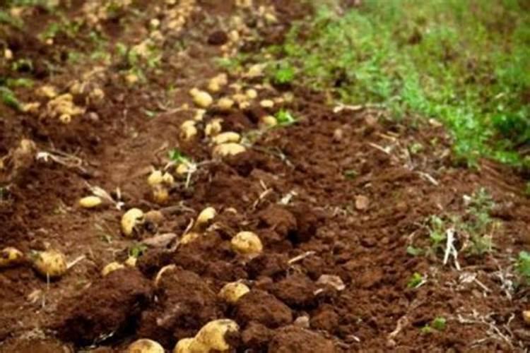 硫酸镁可以做肥料吗