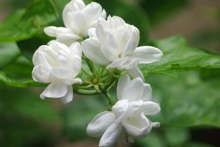 茉莉花的施肥方法