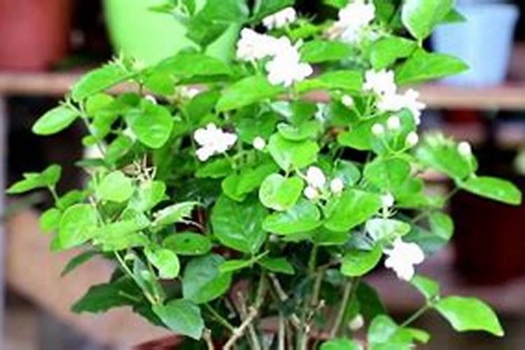 茉莉花怎么才能让叶子又大有好？
