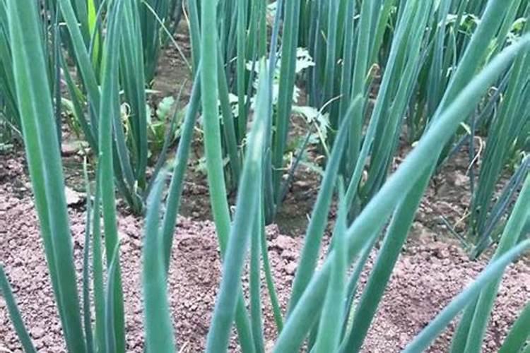 种植白芨需要什么肥料