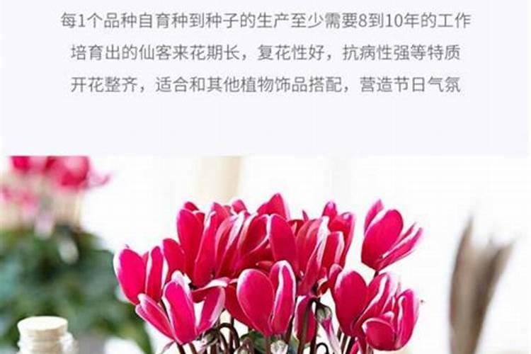 碗莲水培如何提高开花