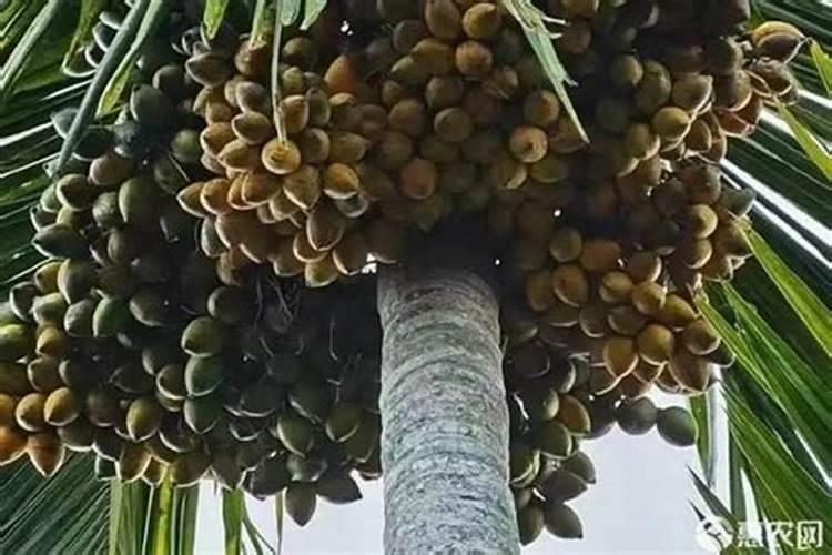 月季花骨朵扦插能活吗