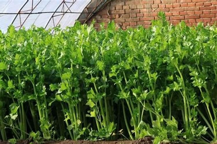 怎样用复合肥施芹菜