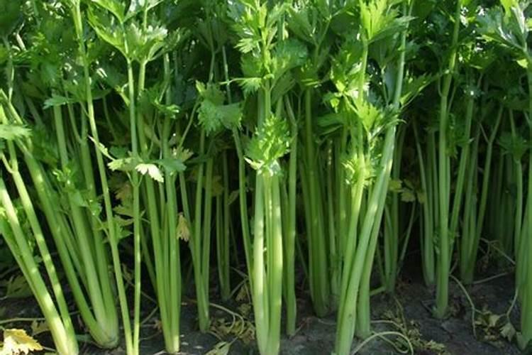 怎样用复合肥施芹菜