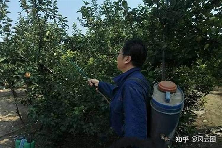 芹菜幼苗怎样施肥,施什么肥好