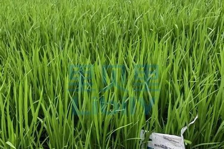 农药打得最多的蔬菜 含农药最多的蔬菜