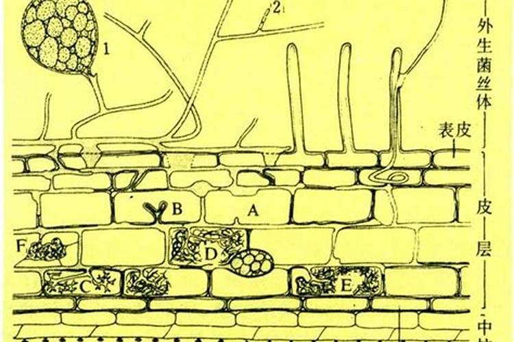 一吨水可以用芸苔素内酯原药多少量在荔枝上少克？