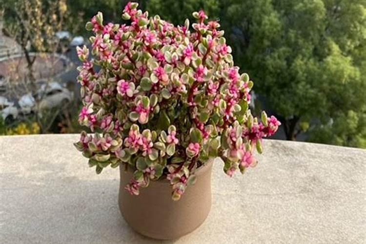 10月是胡萝卜的“长肉期”,做好3件事,根直味甜不分叉