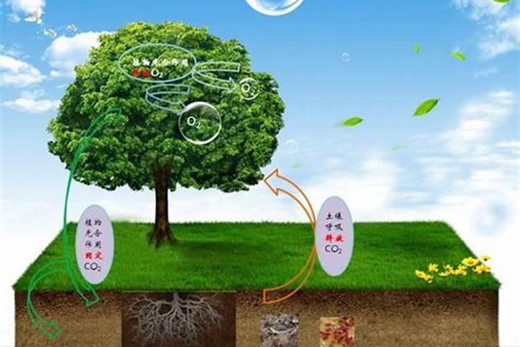 双乙基己氧苯酚甲氧苯基三嗪含量测定