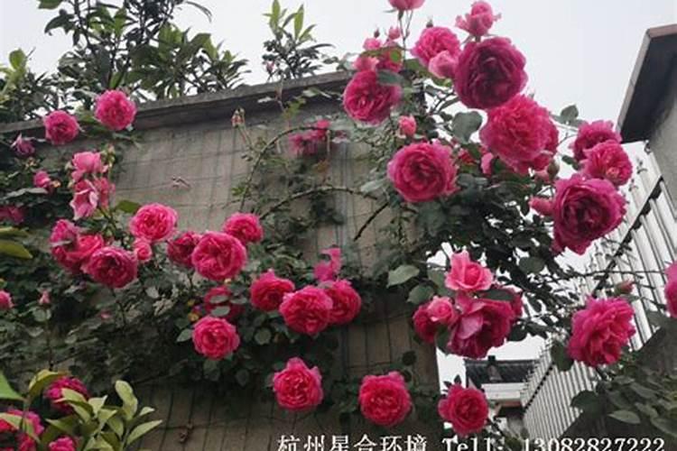 月季怎样喷施叶面肥？