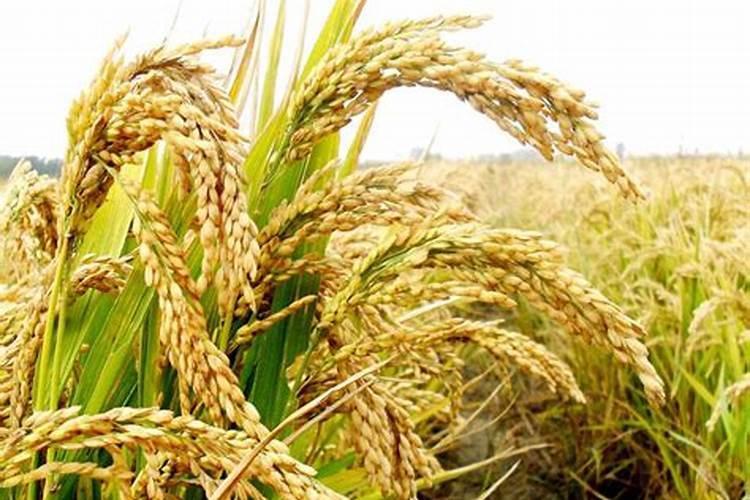 我家的水稻苗长得很小,使用云大YD120长效芸苔素效果怎么样？