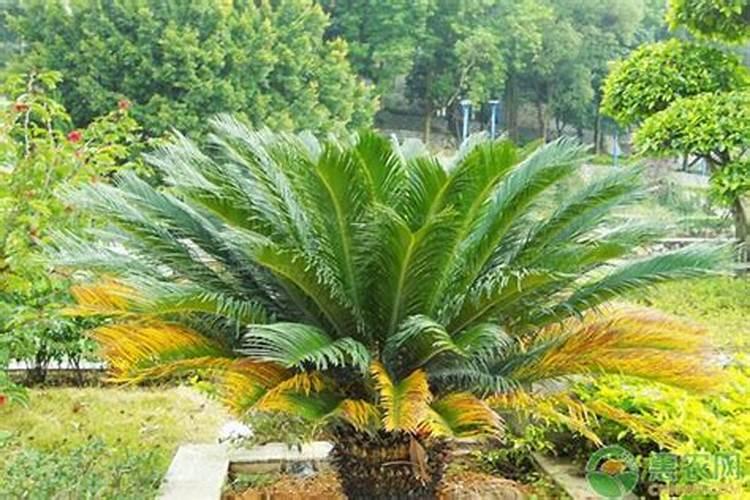 铁树用什么肥料比较好 铁树施什么肥生长快速更茂盛