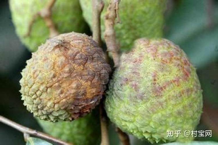 黄腐酸钾水溶肥的主要功效及其用法用量