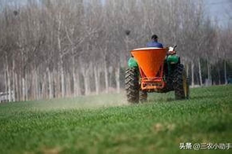 小麦喷杀菌剂和叶面肥能浇地吗