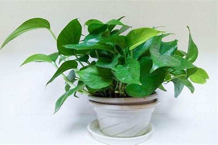 桂花树秋季施肥时间和方法