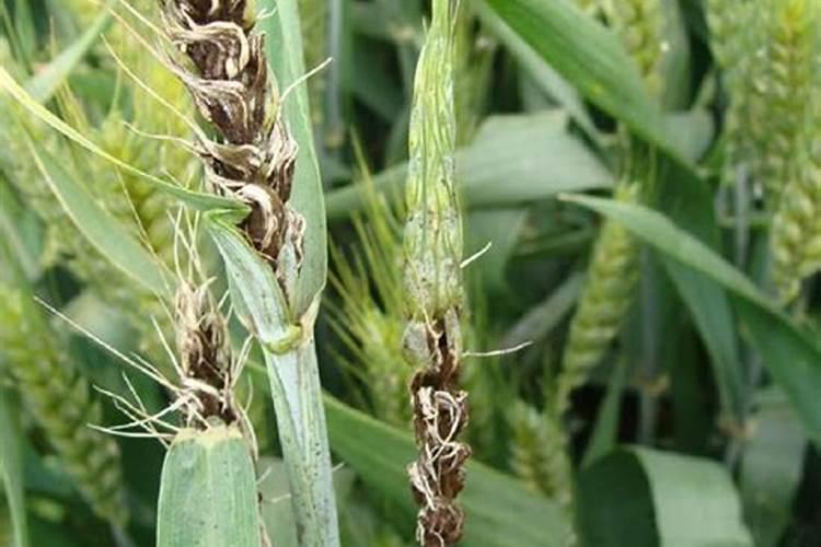 有见识的说说驱鸟剂效果咋样？