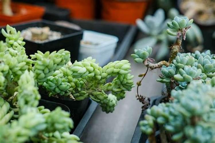 常见的叶面肥有哪些？叶面肥都有几大类？