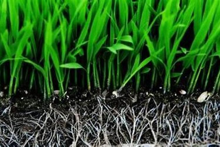 给植物喷完药多久可以浇水呢？