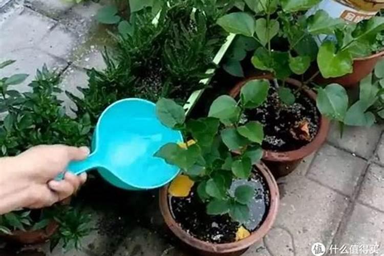 芸苔素28高和14羟基谁好