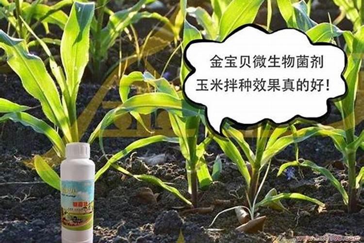 玉米种肥施什么肥好